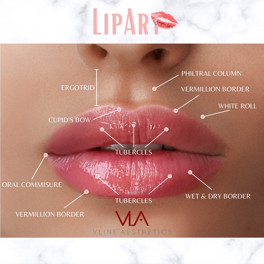 lip anatomy for lip art