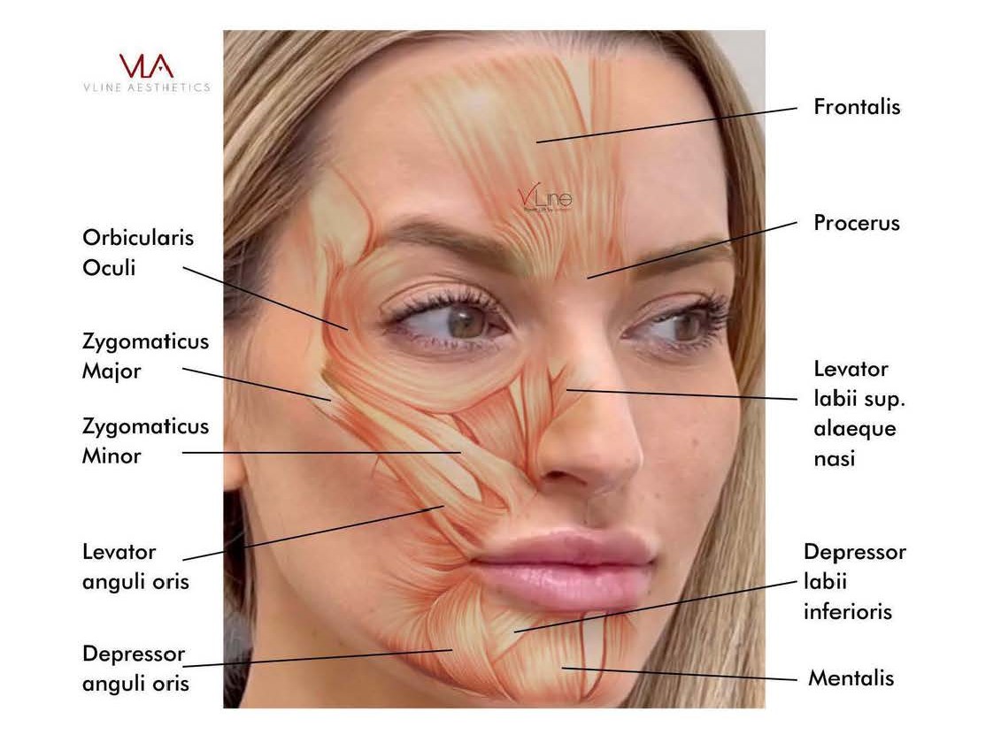 Anatomy Book 2 V LINE AESTHETICS